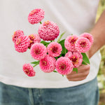 Zinnia lilliput 'Pink Gem'-Angelo