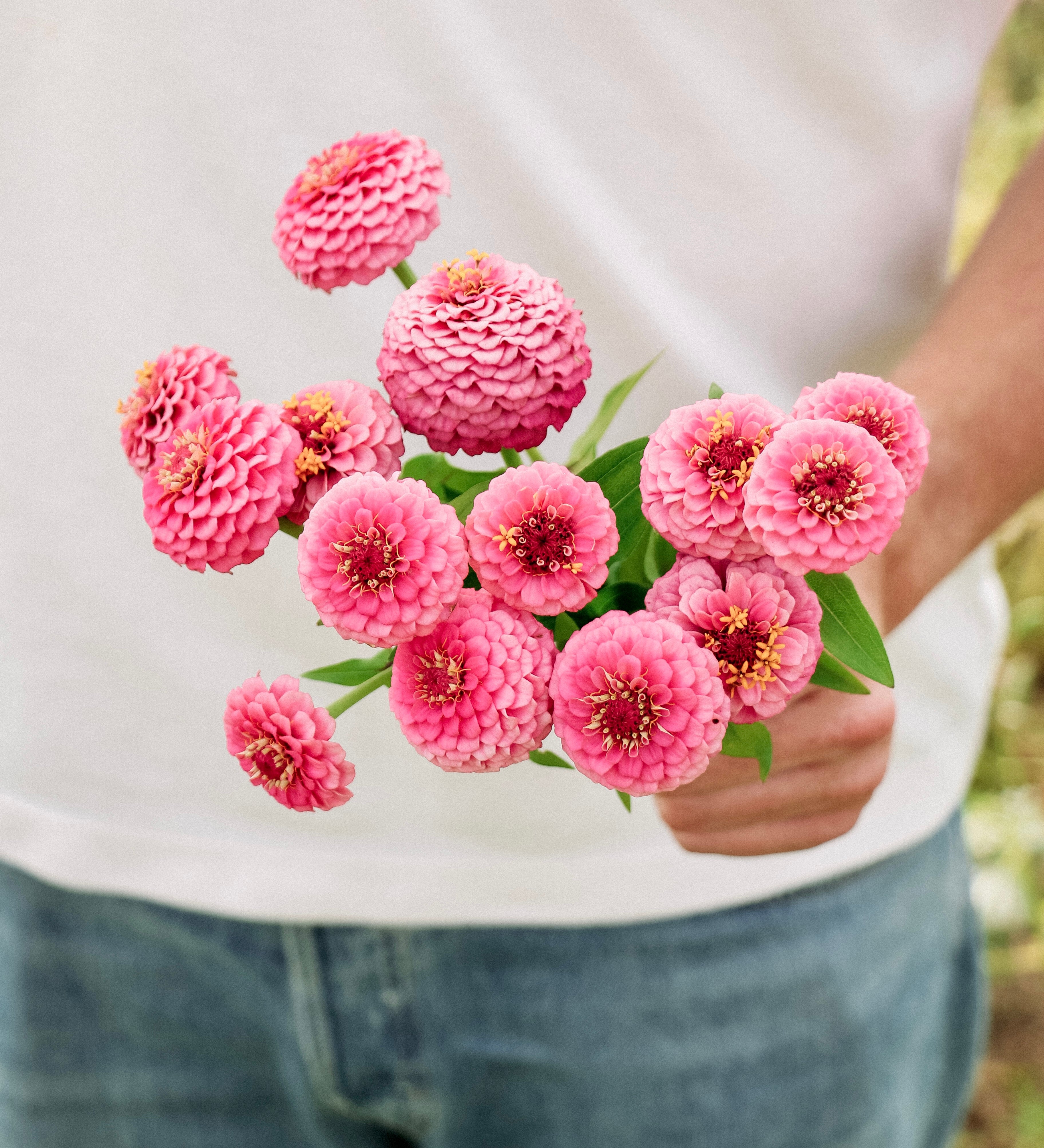 Zinnia lilliput 'Pink Gem'-Angelo