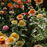 Zinnia Zinderella 'Pastels'-Angelo