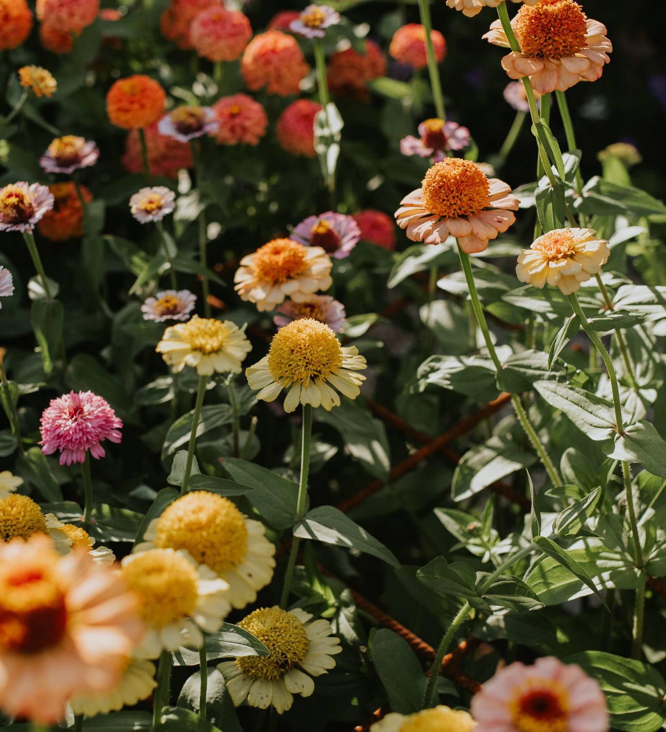 Zinnia Zinderella 'Pastels'-Angelo