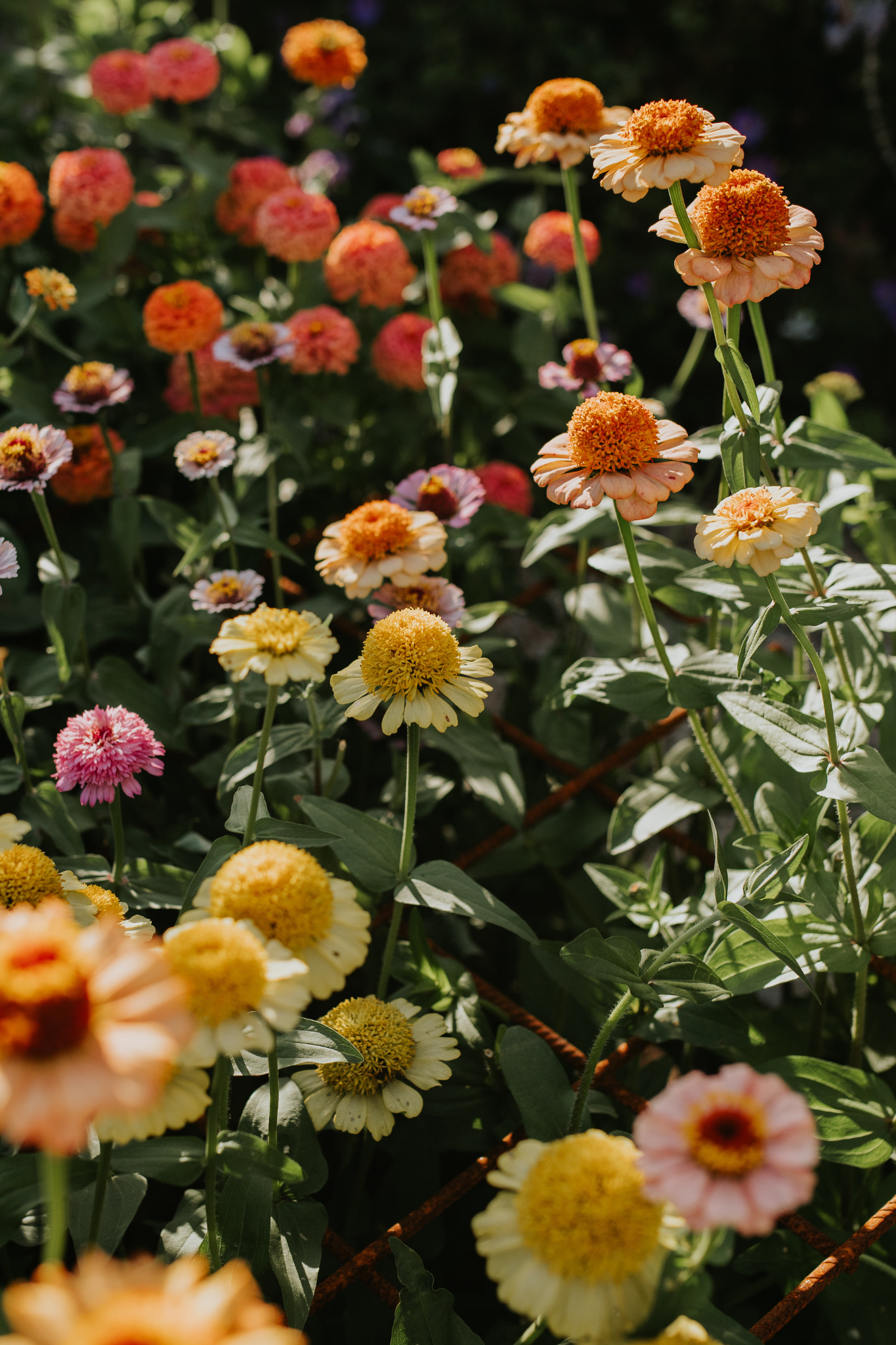 Zinnia Zinderella 'Pastels'-Angelo