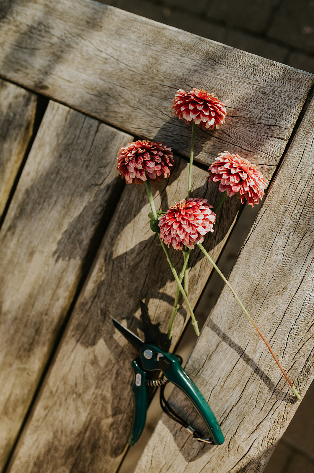 Zinnia elegans &