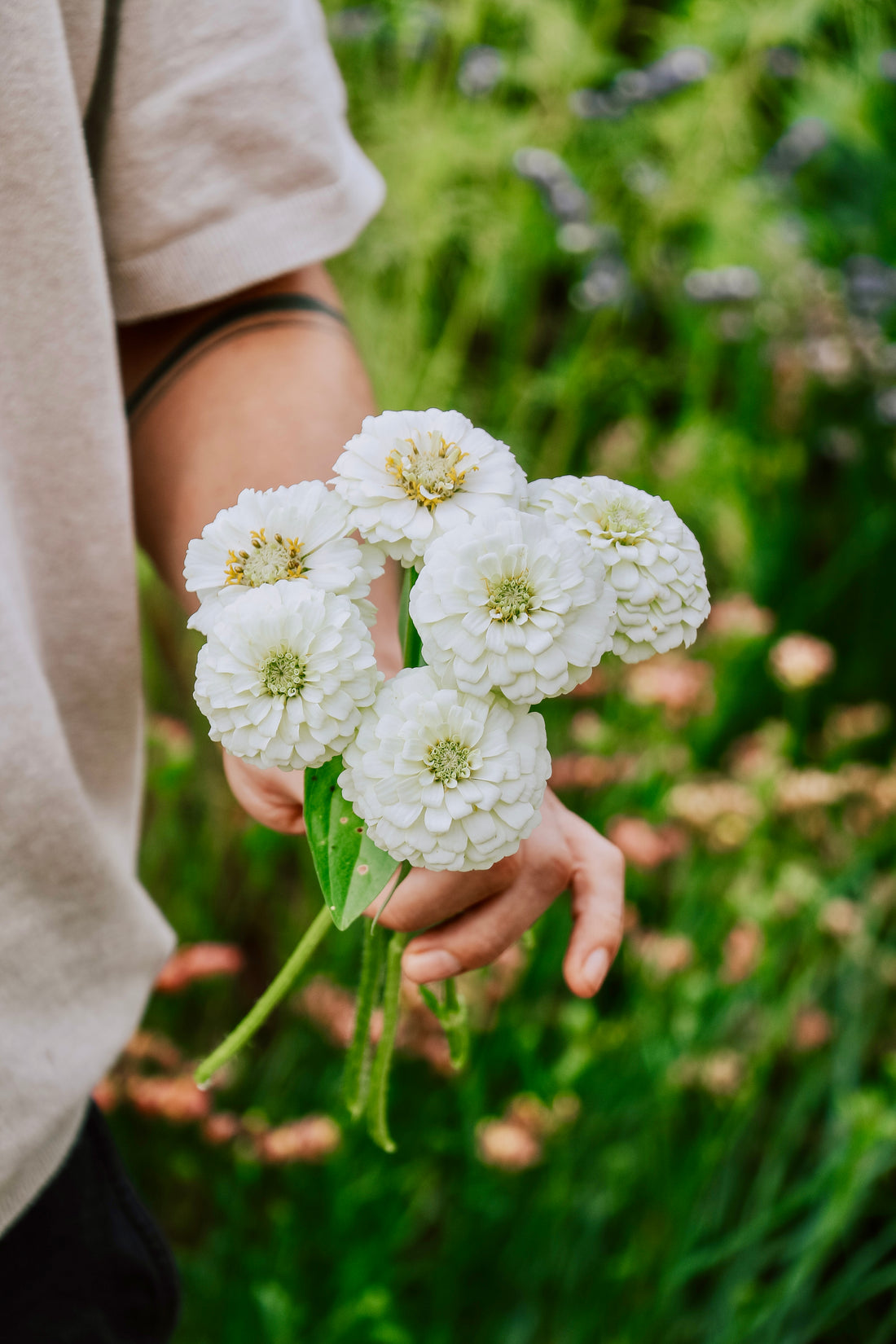 Zinnia elegans &