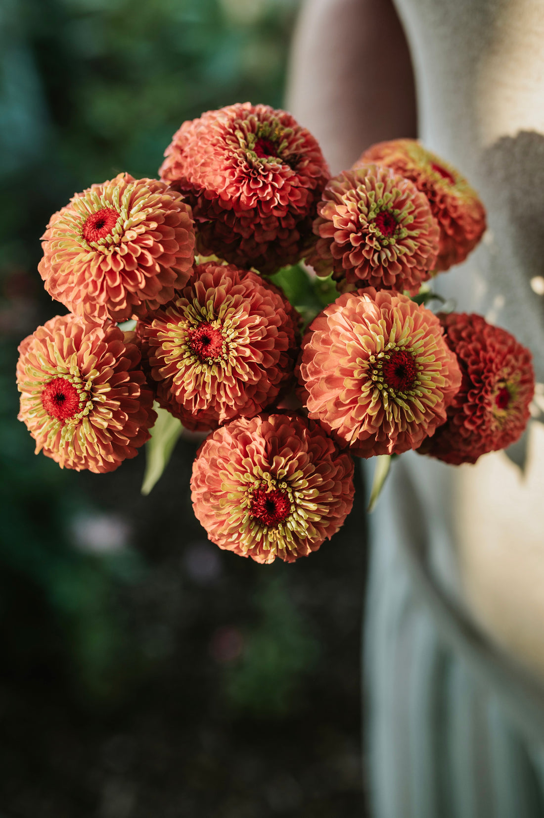 Zinnia elegans &