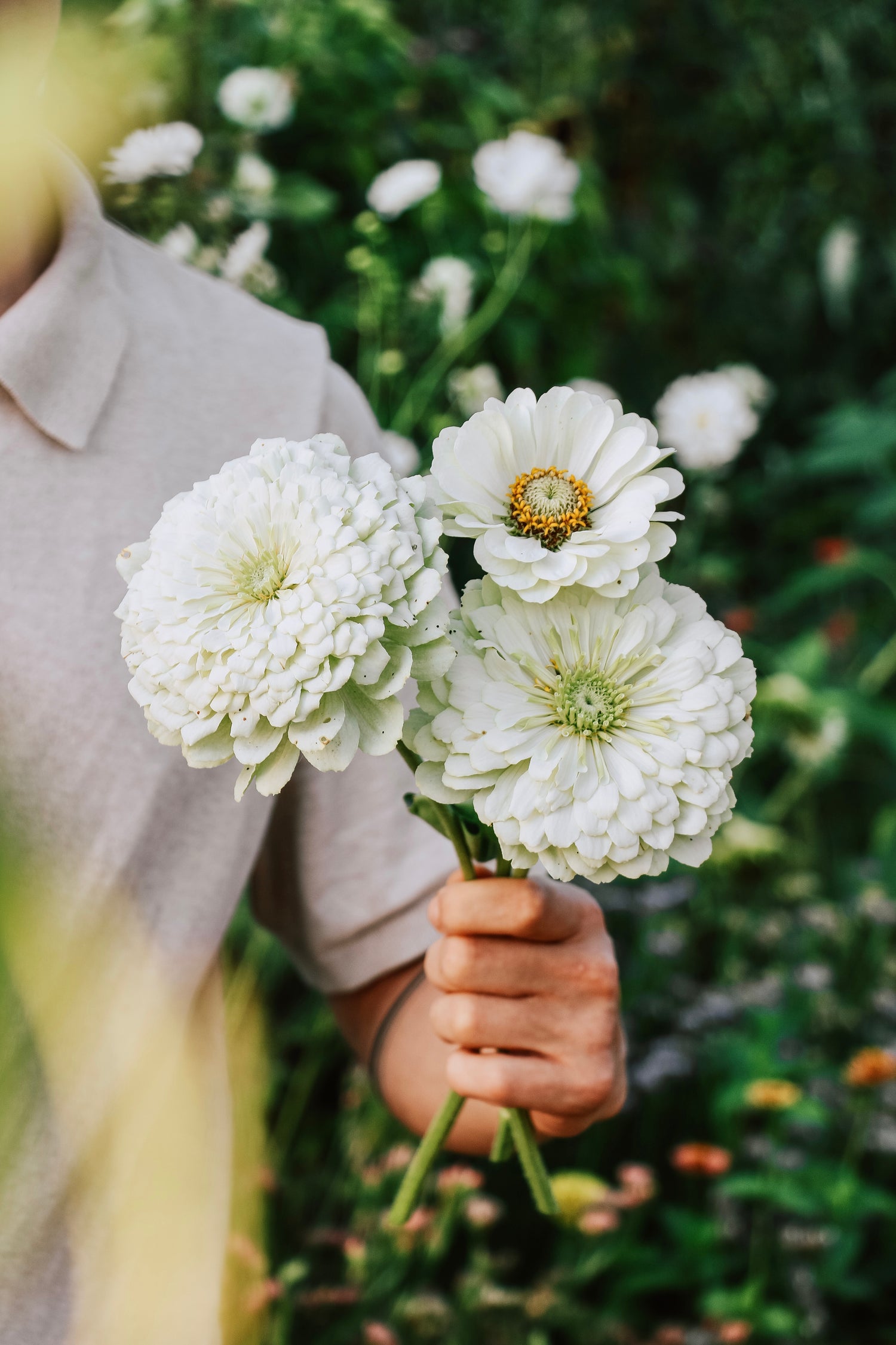 Zinnia elegans &