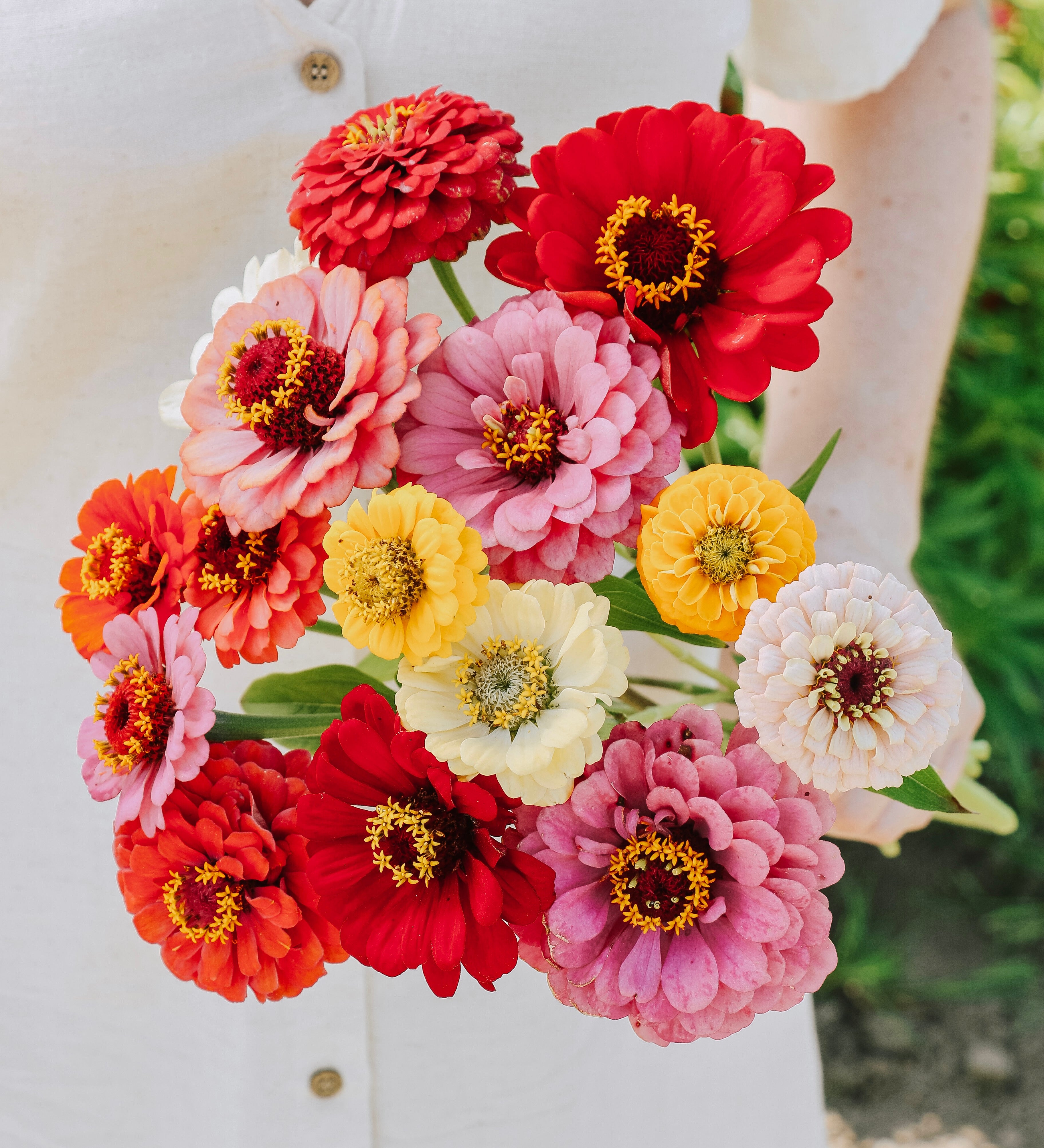 Zinnia elegans 'Carroussel'-Angelo
