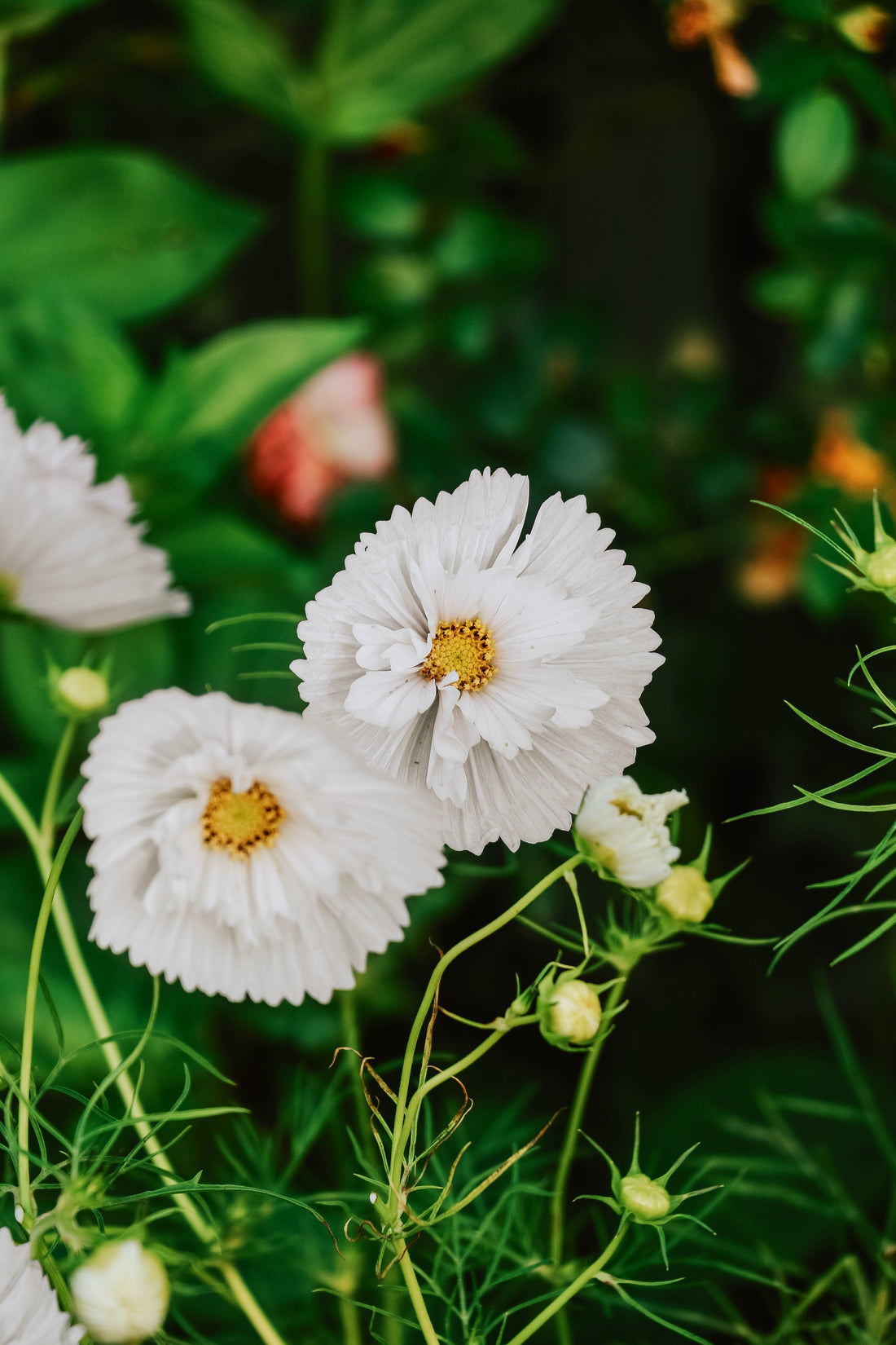 Cosmos bipinnatus &