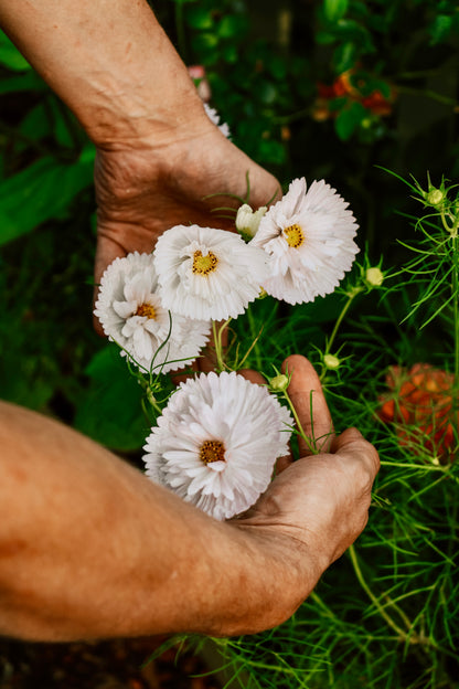 Cosmos bipinnatus &