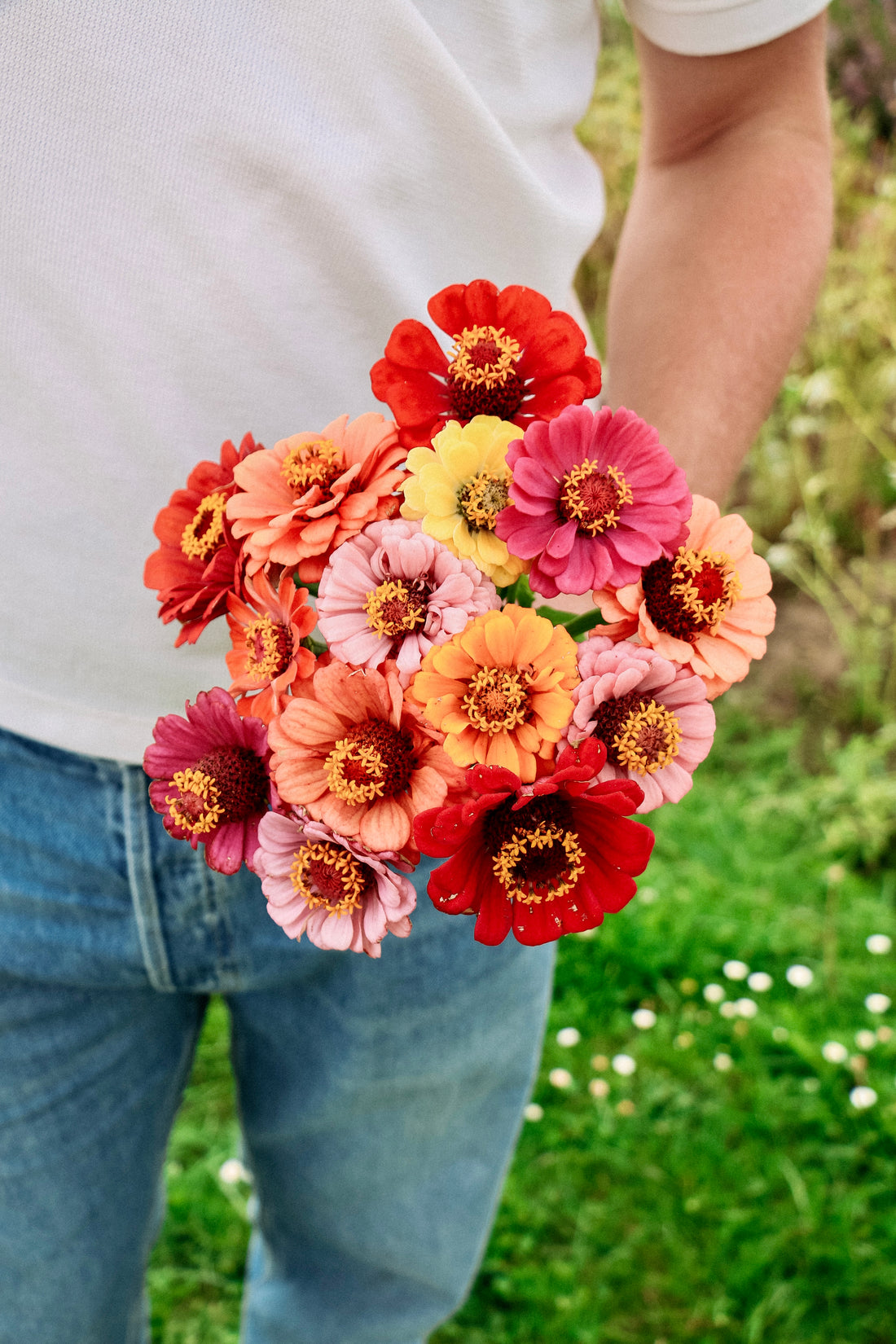 Zinnia elegans &