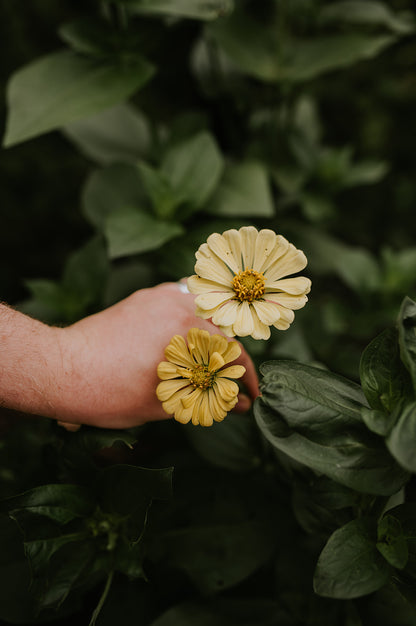 Zinnia elegans &