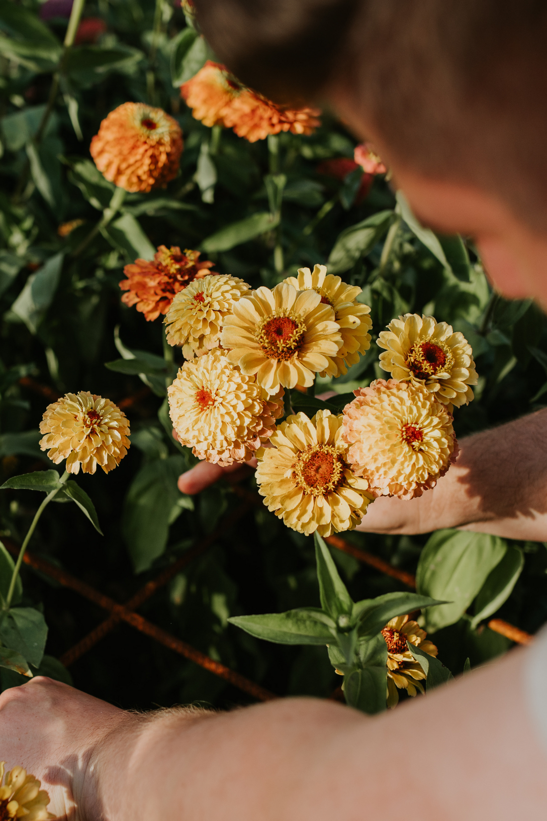 Zinnia elegans &