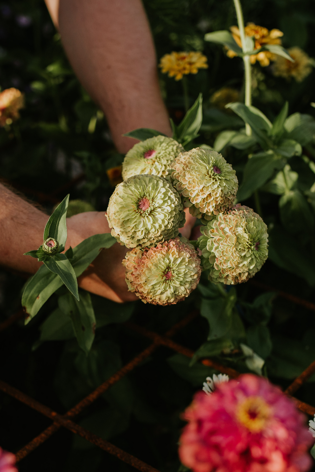 Zinnia elegans &