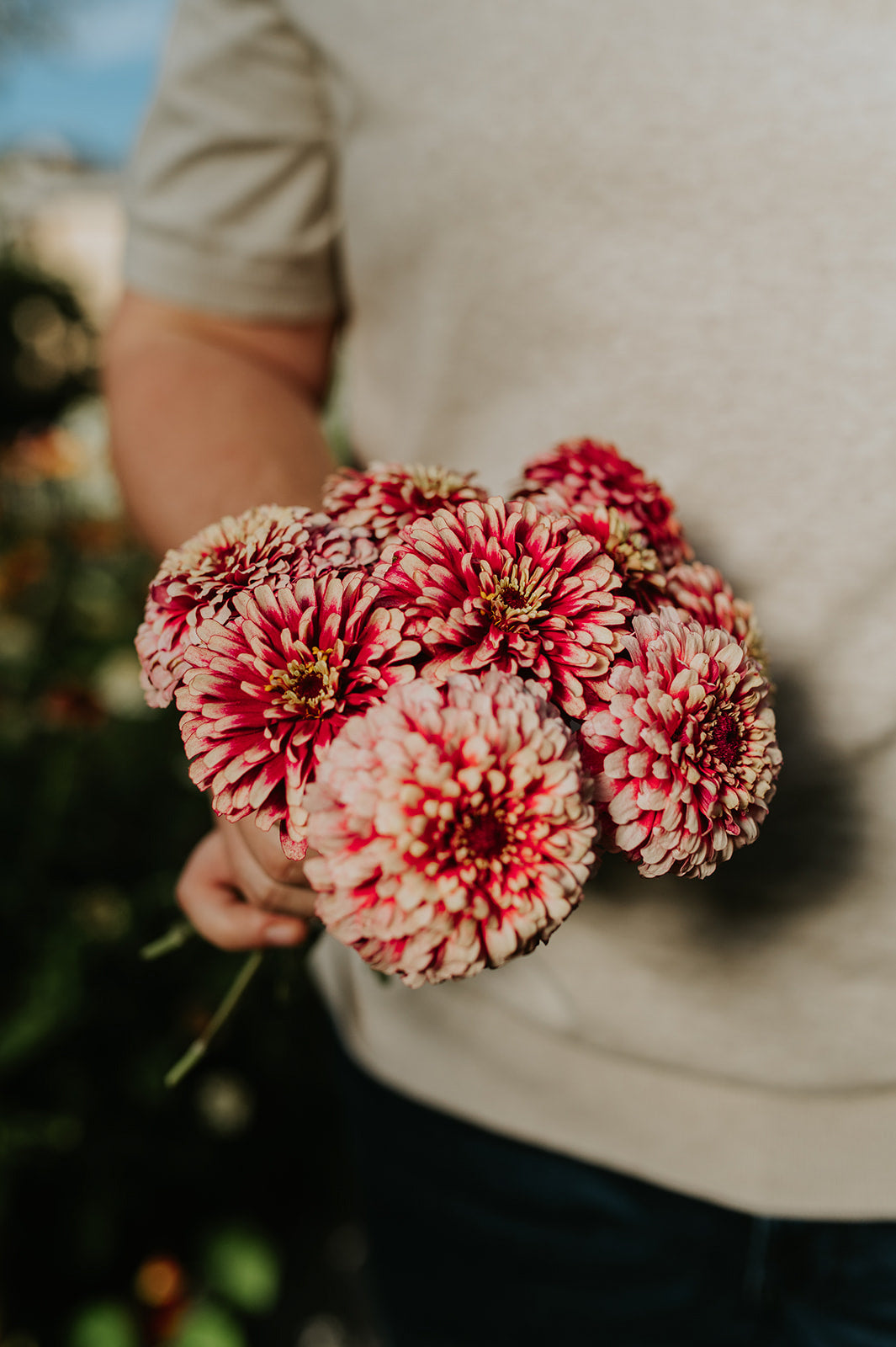 Zinnia elegans &