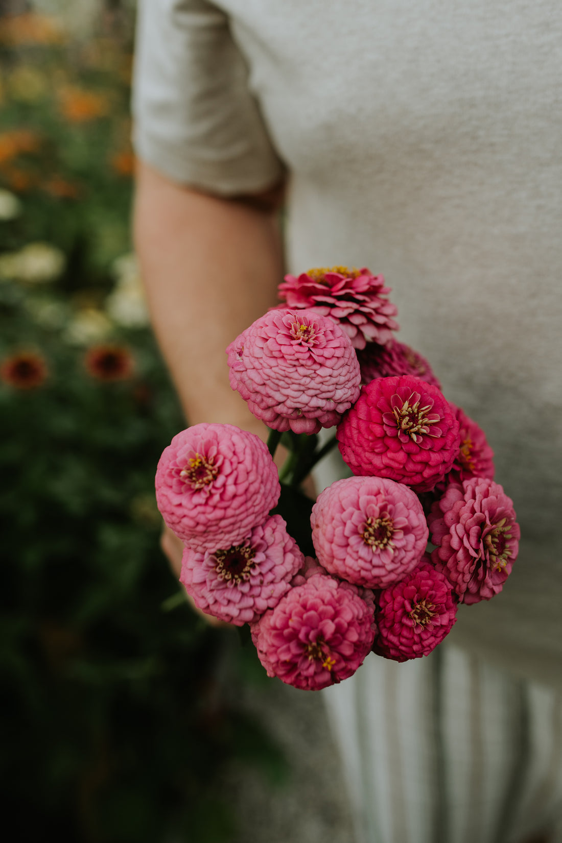 Zinnia elegans &