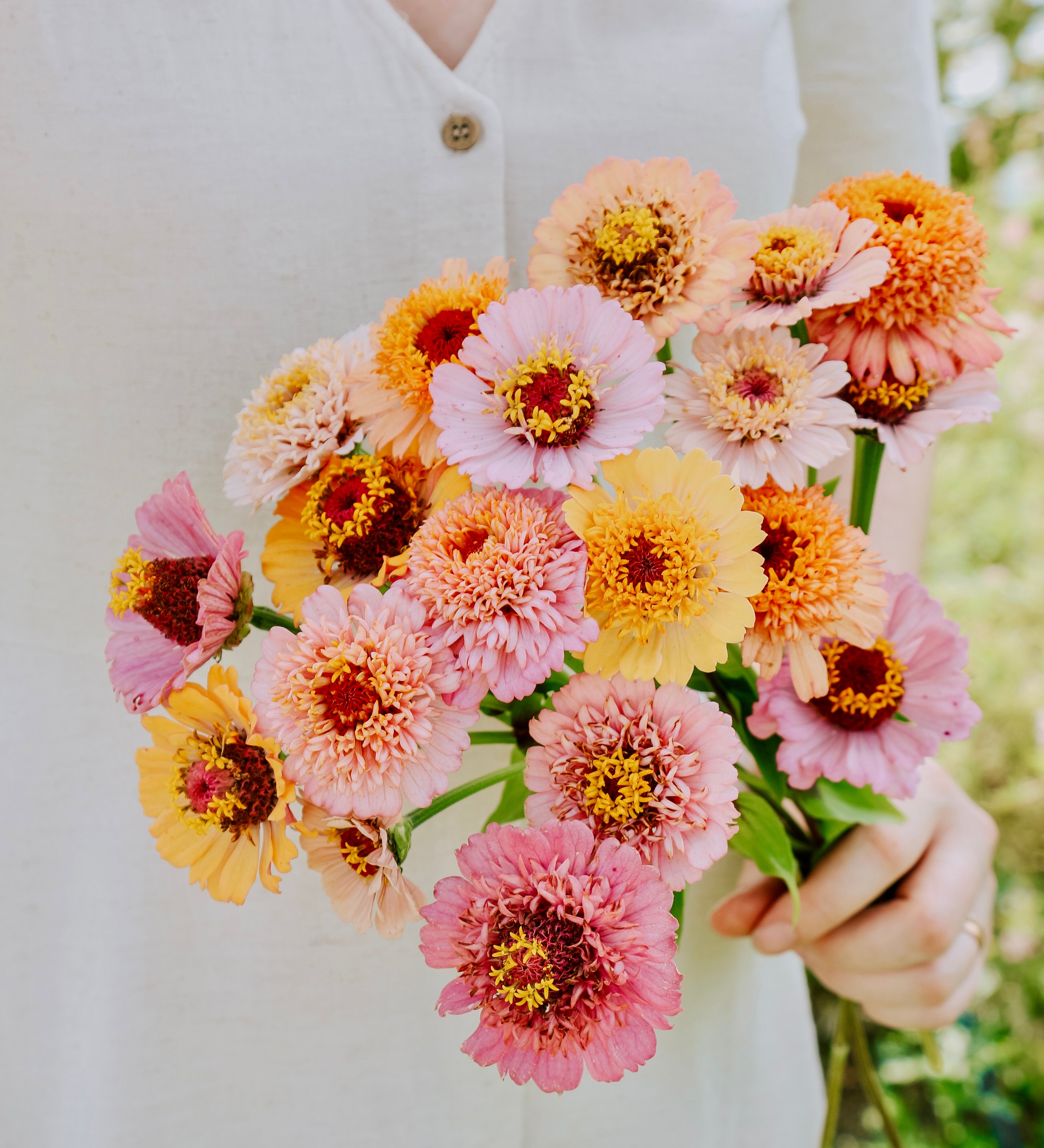 Zinnia elegans 'Cresto! Peaches & Cream'-Angelo