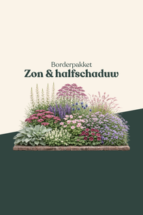 Borderpakket: zon & halfschaduw-Angelo