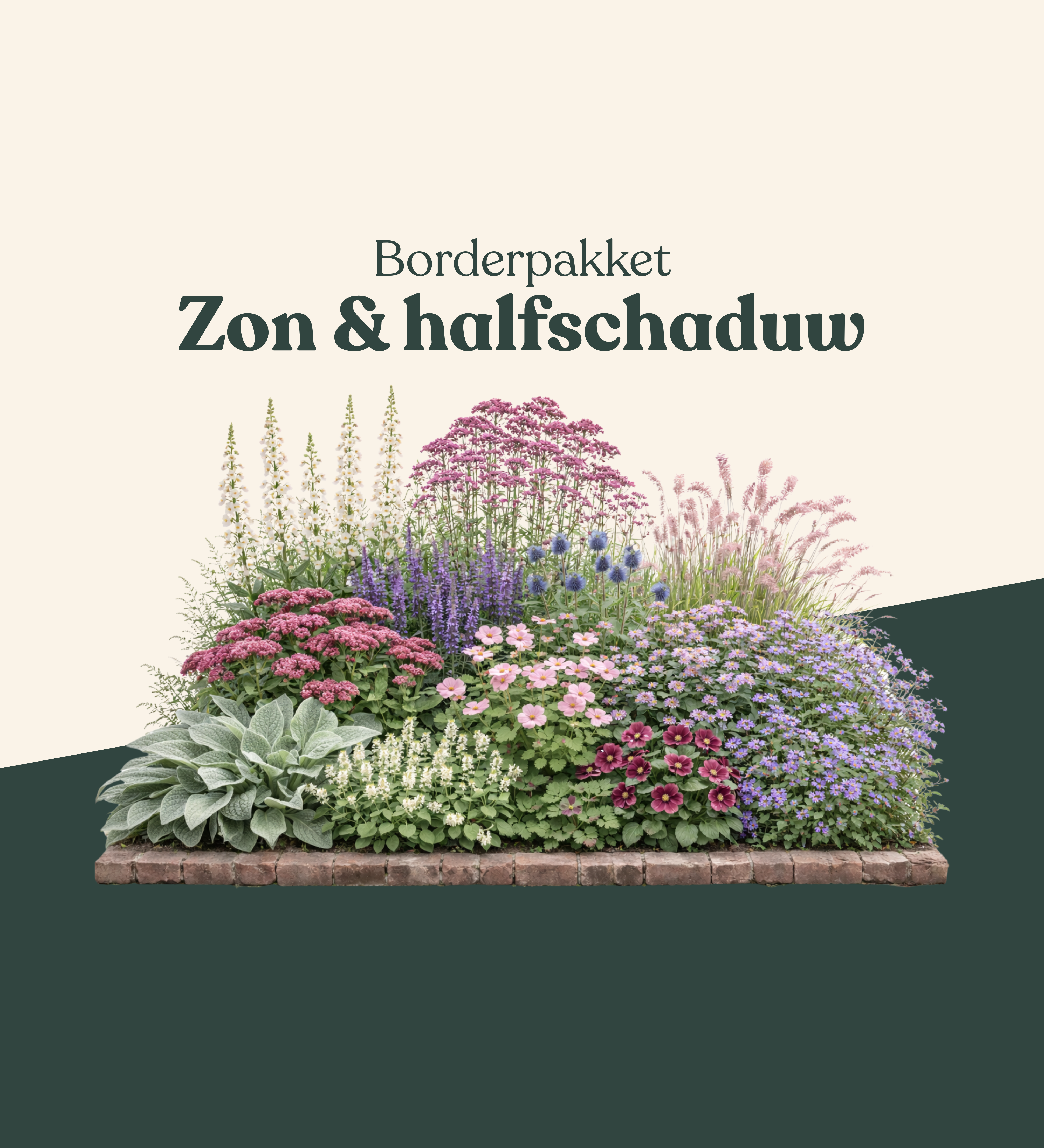 Borderpakket: zon & halfschaduw-Angelo