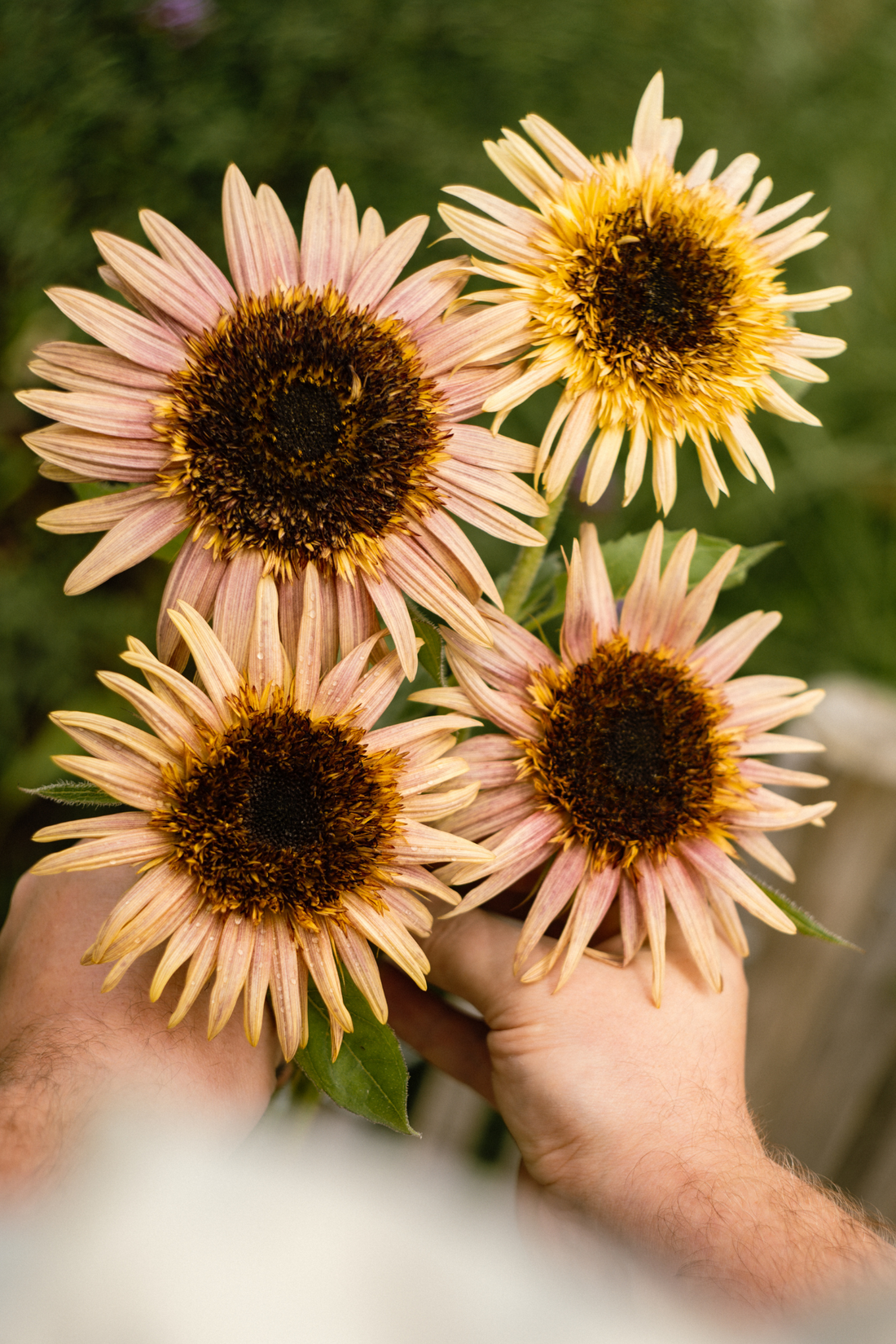 Helianthus annuus &