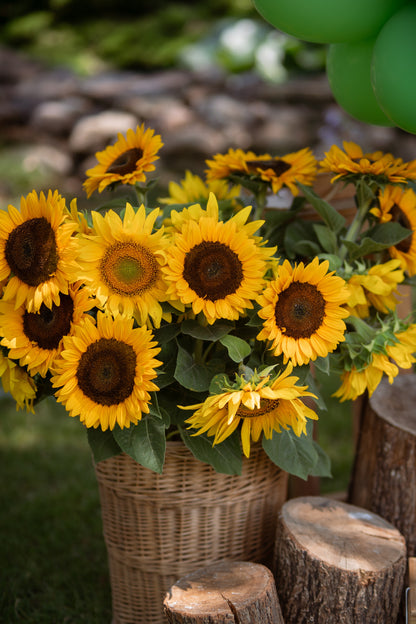 Helianthus annuus &