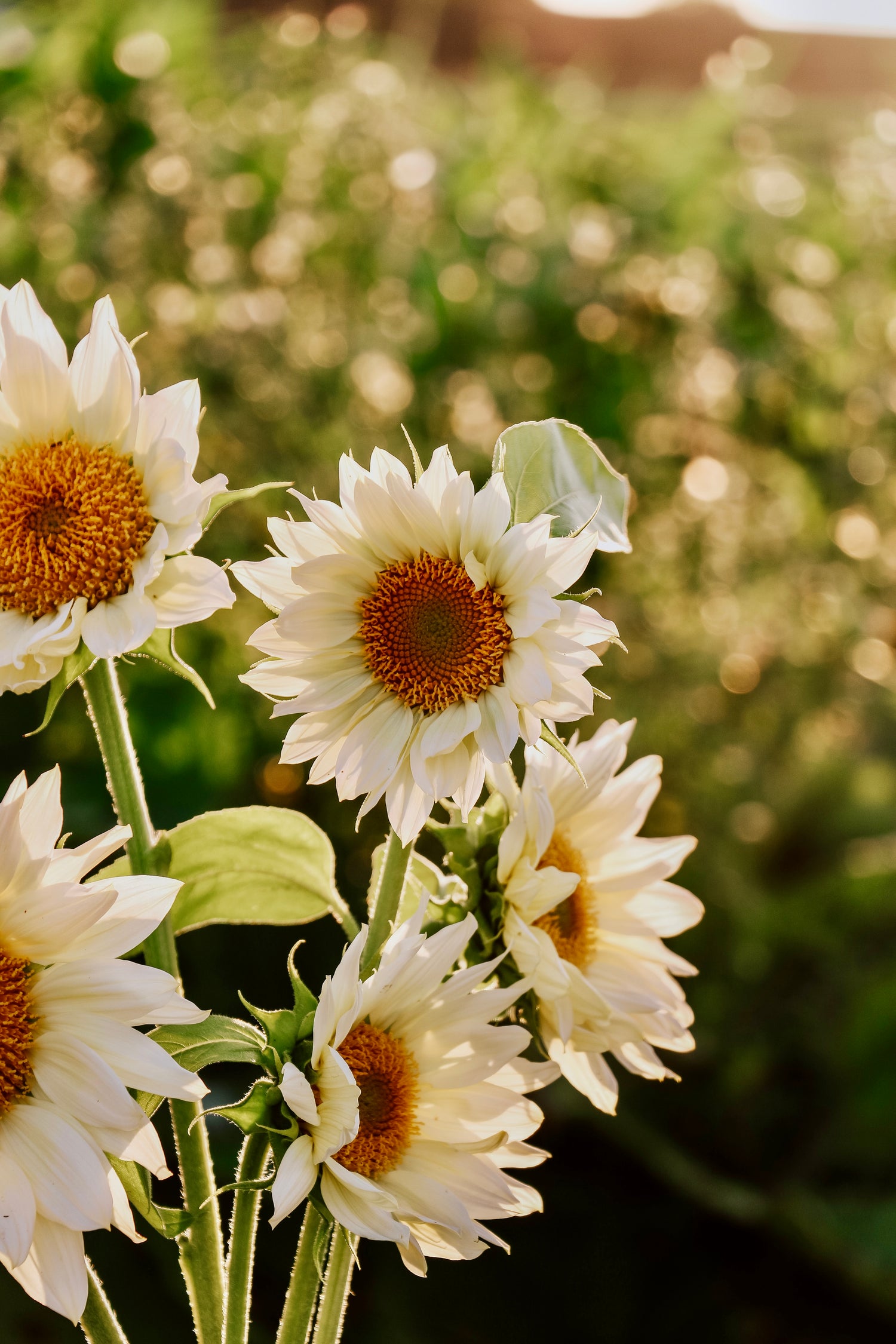 Helianthus annuus &